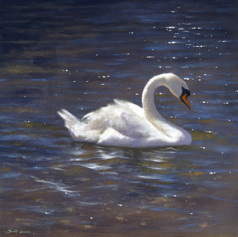 'Lone Swan' ©